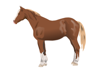 horse.png